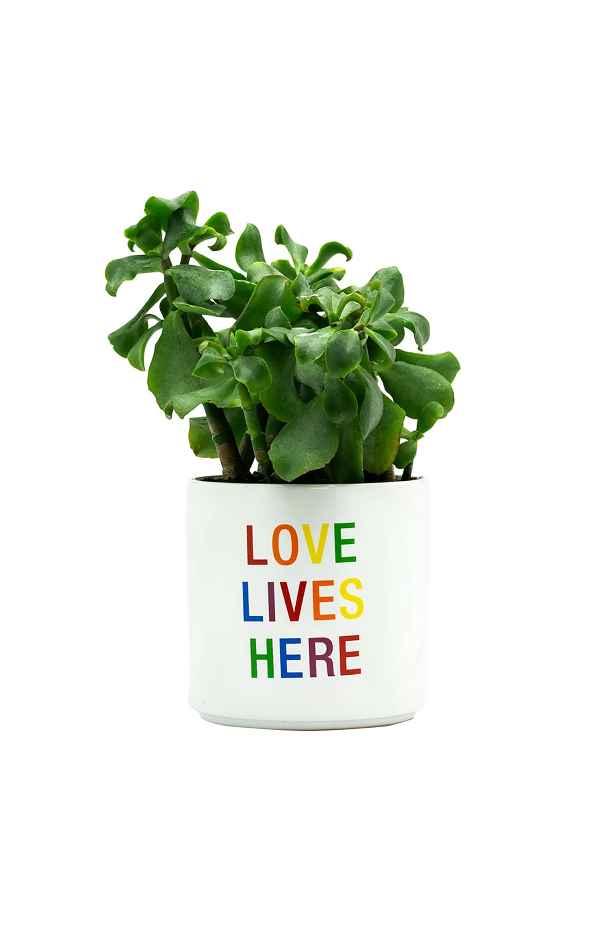 Blumentopf Love lives here Blumentopf About Face Designs